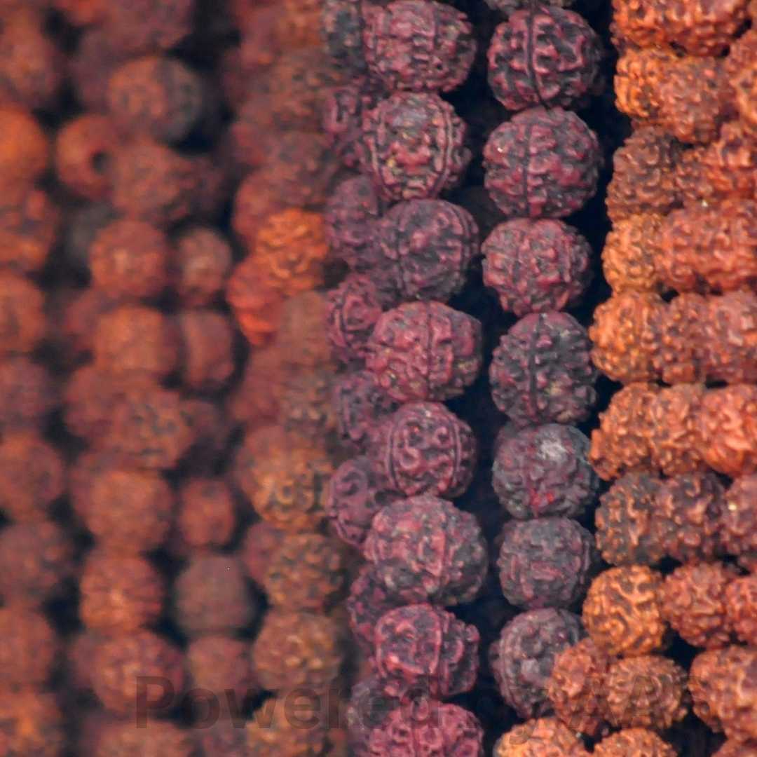 रुद्राक्ष का महत्व (Importance Of Rudraksha)